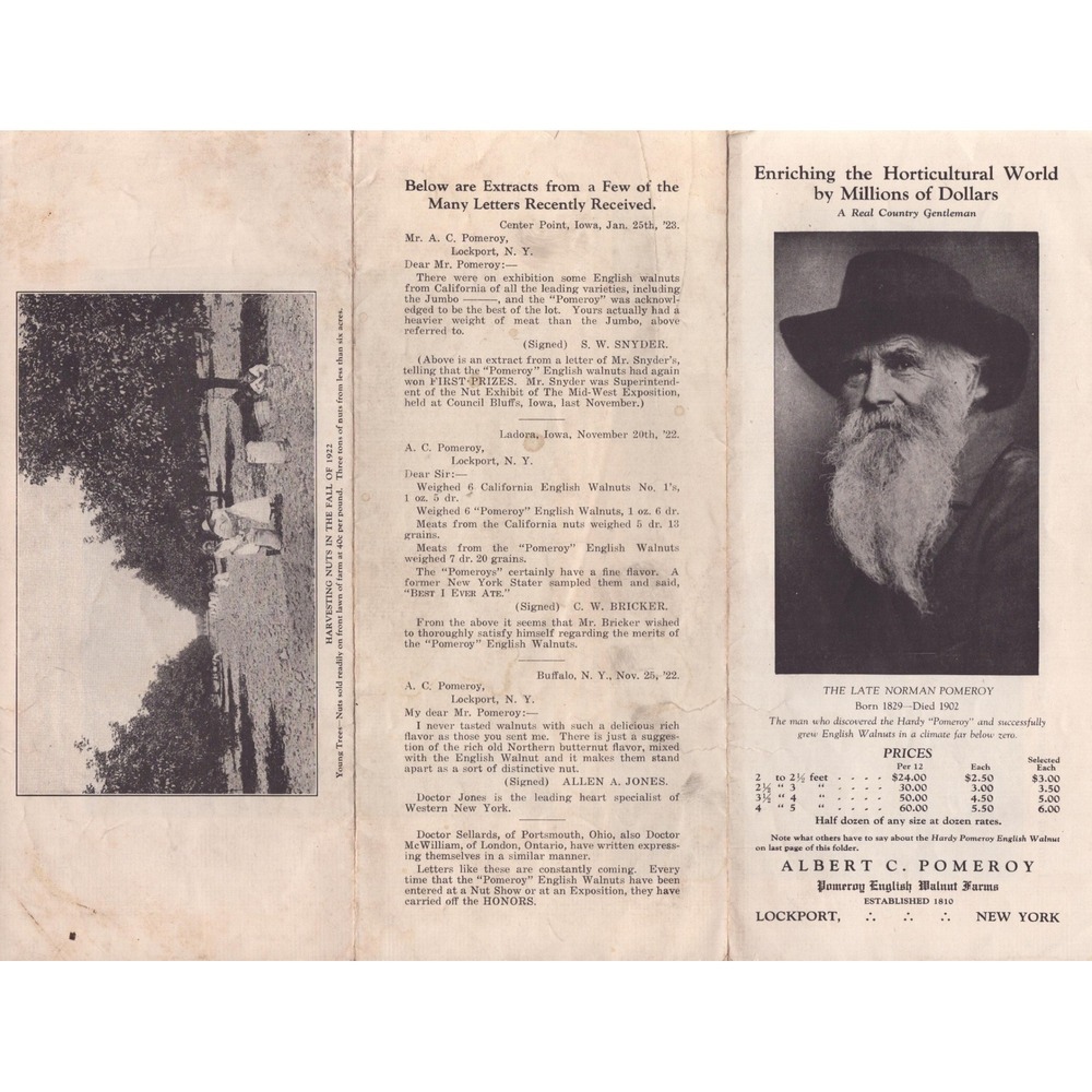 Vintage 1920s Pomeroy English Walnut Farms Lockport NY Tri-Fold Brochure Ad - Picture 3 of 6